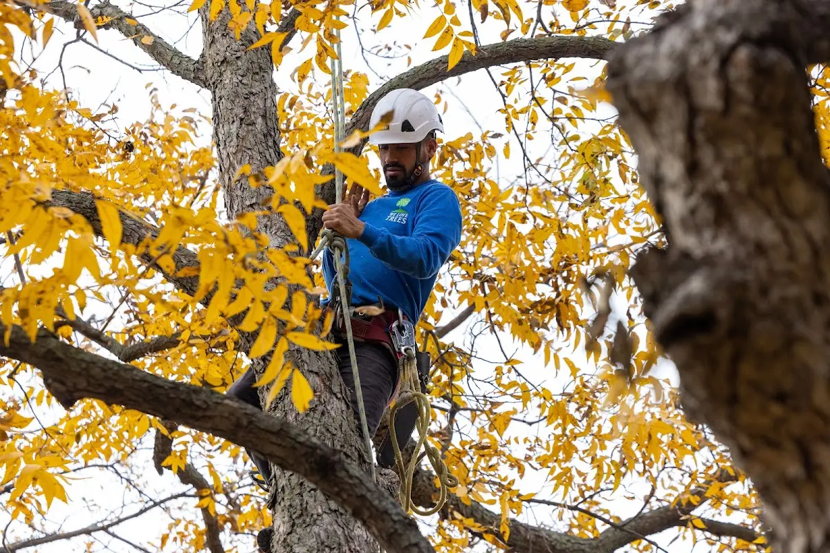 Skilled Tree Pruning crew working in King Cove